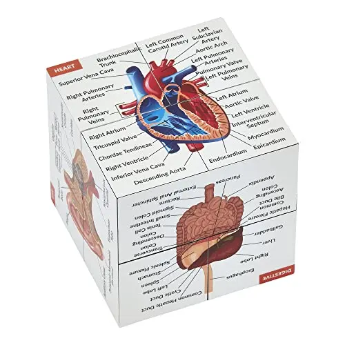 Human Anatomy Study Cube showing folded body parts for educational revision